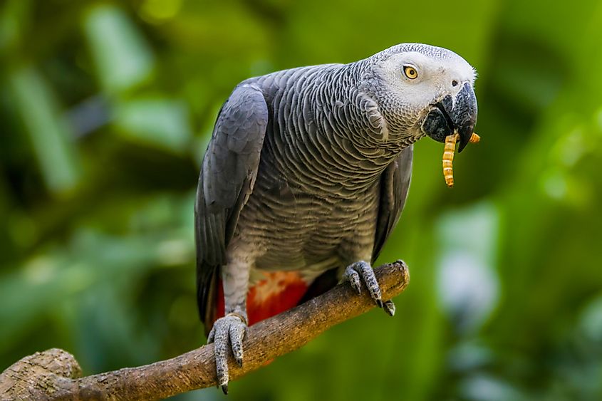 What Animals Live In The Tropical Rainforest? - WorldAtlas