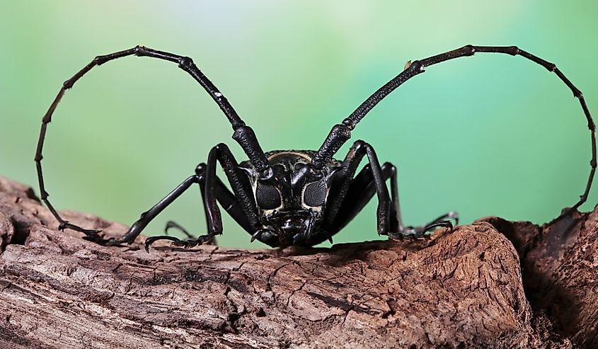Asian Longhorn beetle closeup face on branch.