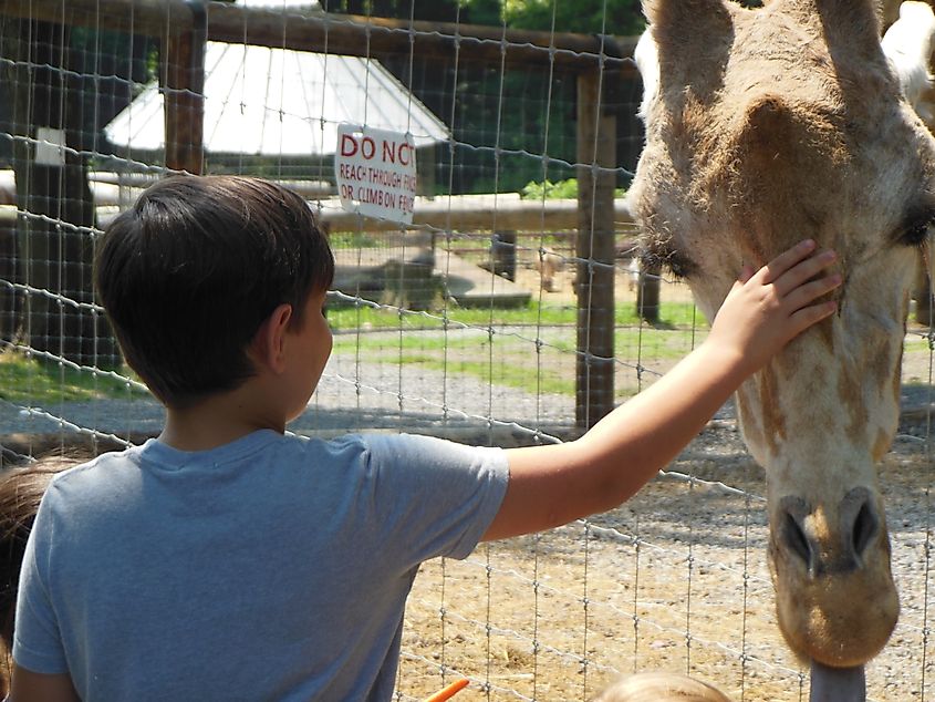 A boy petting a giraffe in the zoo