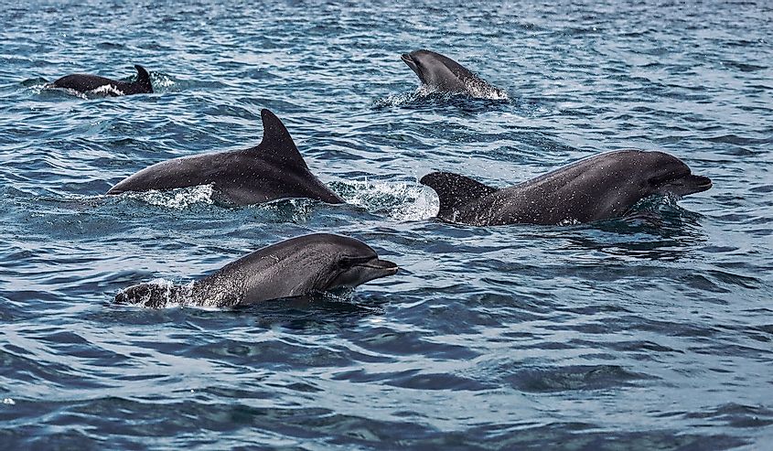 Bottlenose dolphins frolic in the Black Sea.