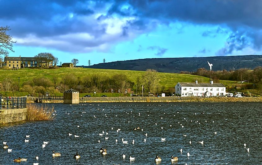 Birds in the Hollingworth Lake