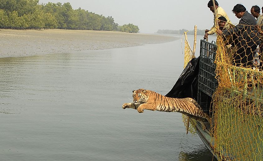 The Royal Bengal Tiger population is at risk in Sundarbans