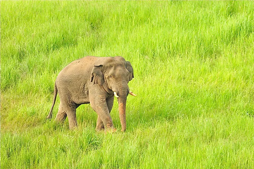 Thailand Animals Animals That Live in Thailand WorldAtlas