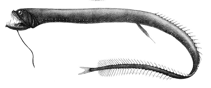 Black Dragonfish (Idiacanthus atlanticus)