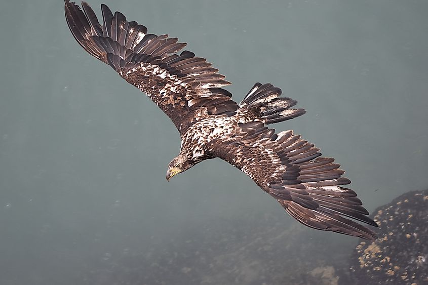 Juvenile bald eagle in Alaska