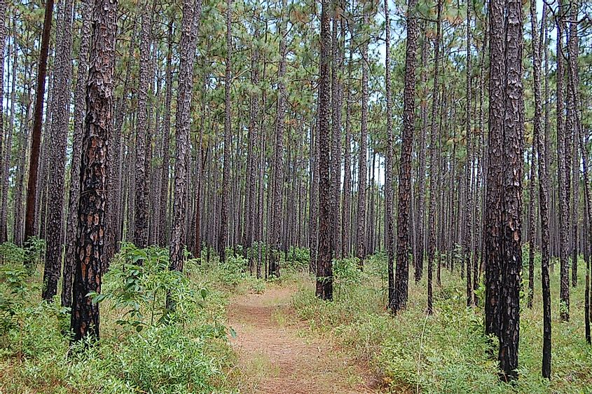 Hiking trail in Francis Marion National Forest