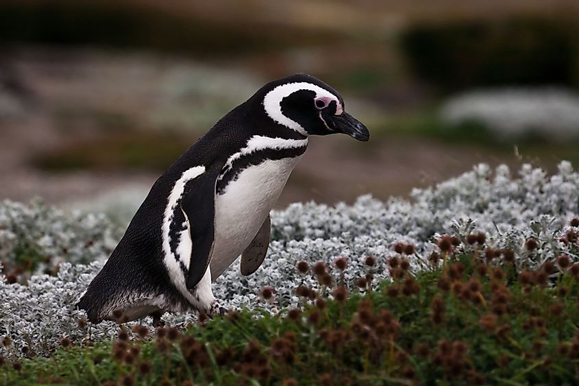 Male magellanic penguins of the Antarctic flowering moss tundra