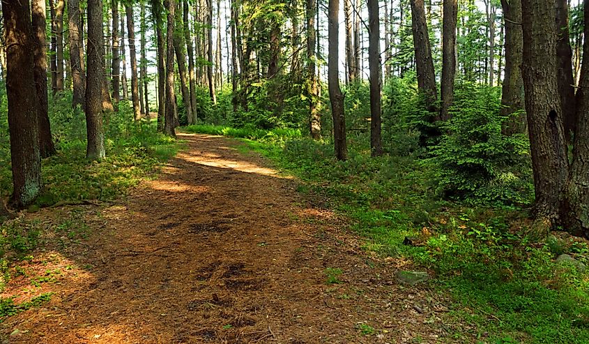 Wilderness Trail to Wildlife Lookout on Lower Lake at Promised Land State Park in Pennsylvania