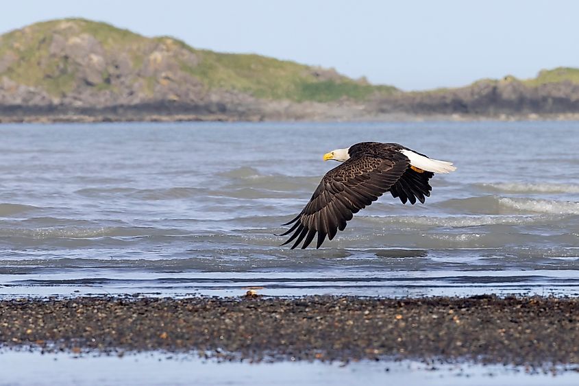 A wild bald eagle patrols the coast of Hallo Bay for fish in Katmai National Park in Alaska