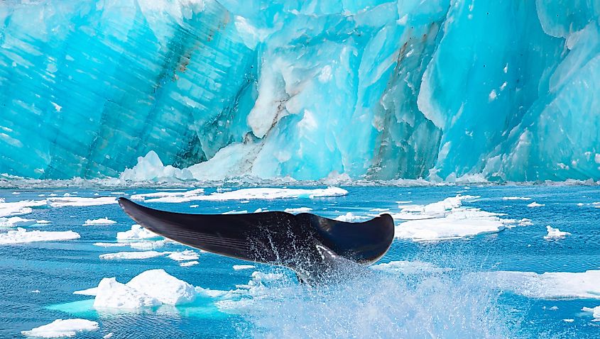 Tail of a humpback whale protruding from the water.