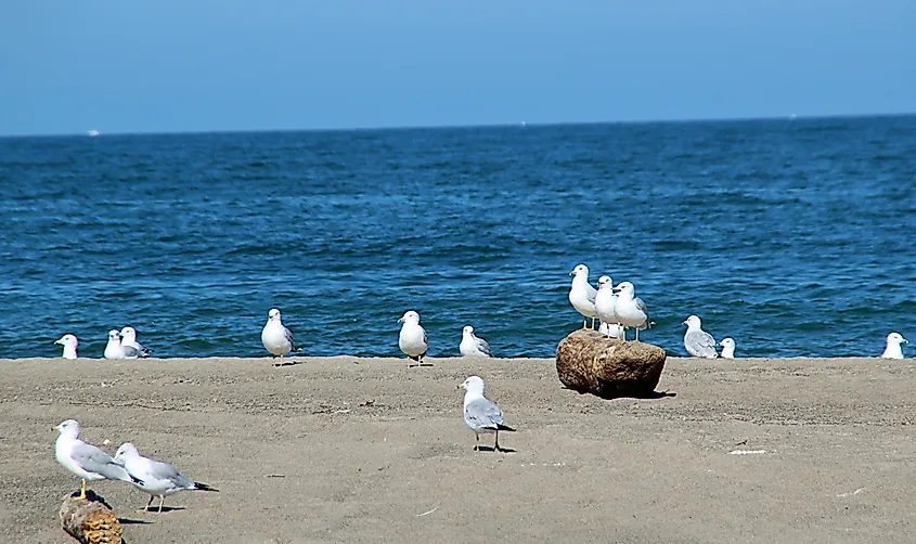 Birds gathered near Lake Erie