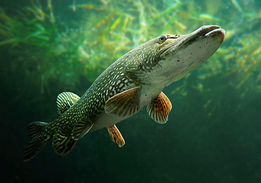 Nothern Pike (Esox Lucius)