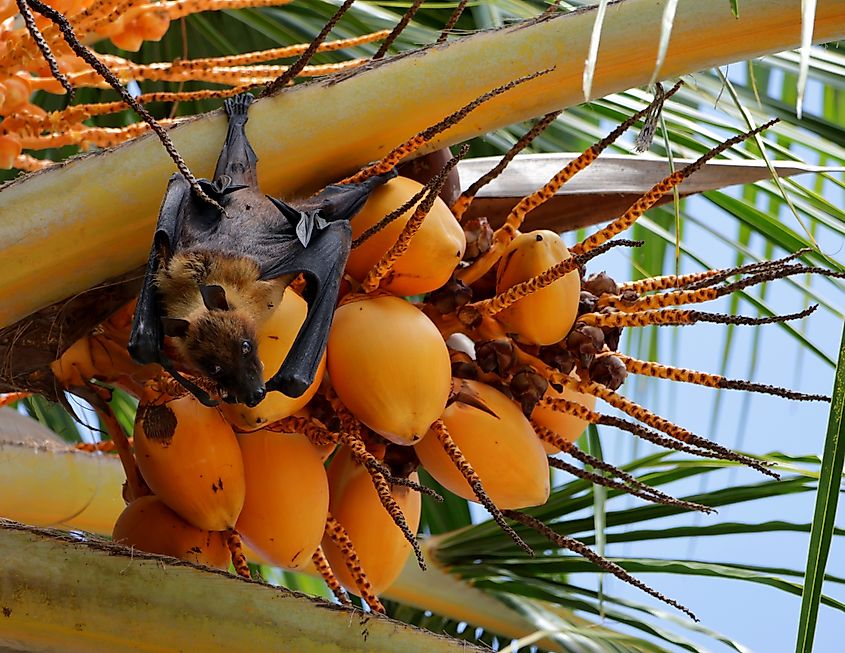 A Pemba flying fox with an orange in Tanzania.