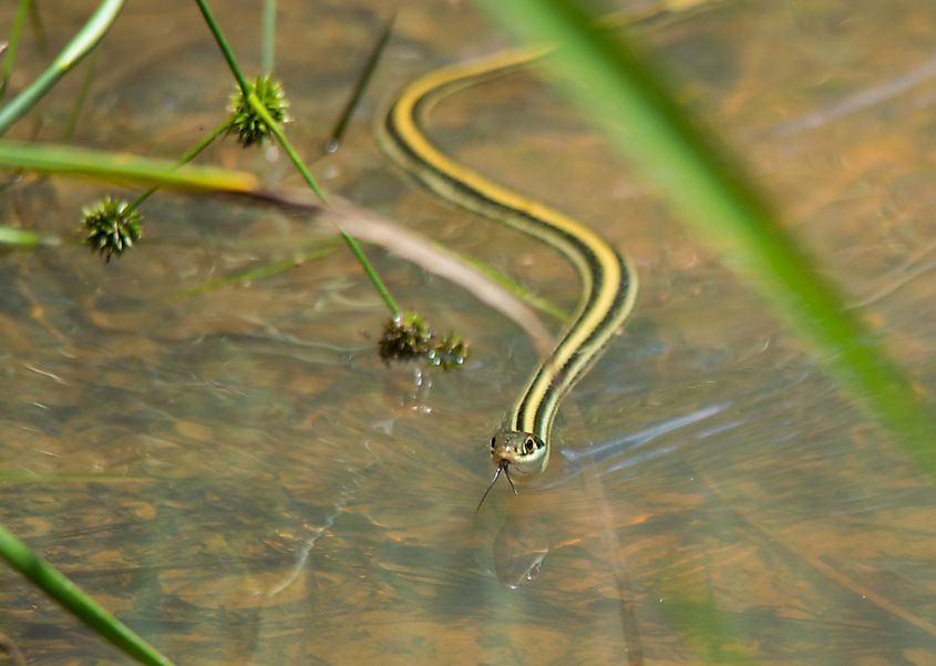 Northern ribbon snake swimming.