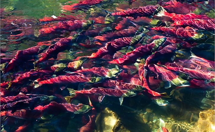 Adams River Salmon Run In Kamloops, BC Canada