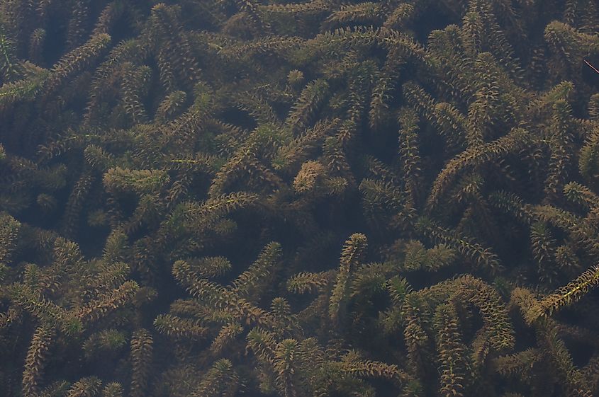 Brazilian waterweed.