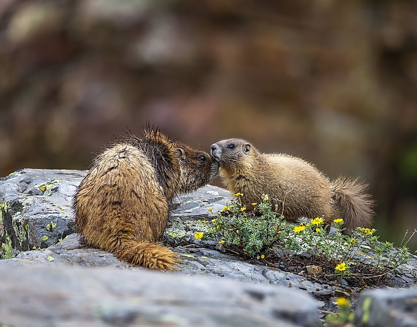 Crested Butte marmots