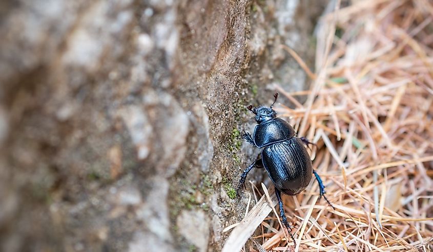 Mountain pine beetle in the Bucegi mountains, Romania