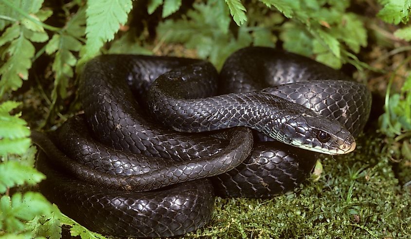 Northern Black Racer (Coluber constrictor)