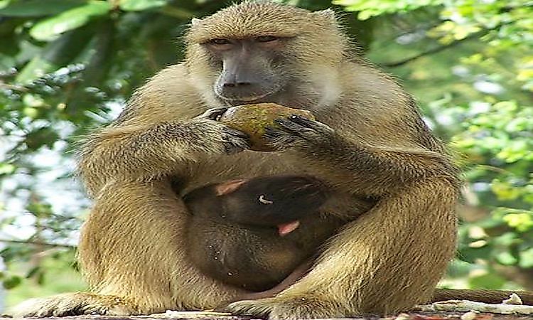 How Many Types Of Baboons Are There? Where Do They Live? - WorldAtlas