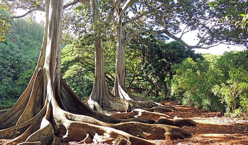 The towering roots of the Moreton bay fig banyan trees from jurassic park in the Allerton Gardens in Koloa, Kauai , Hawaii