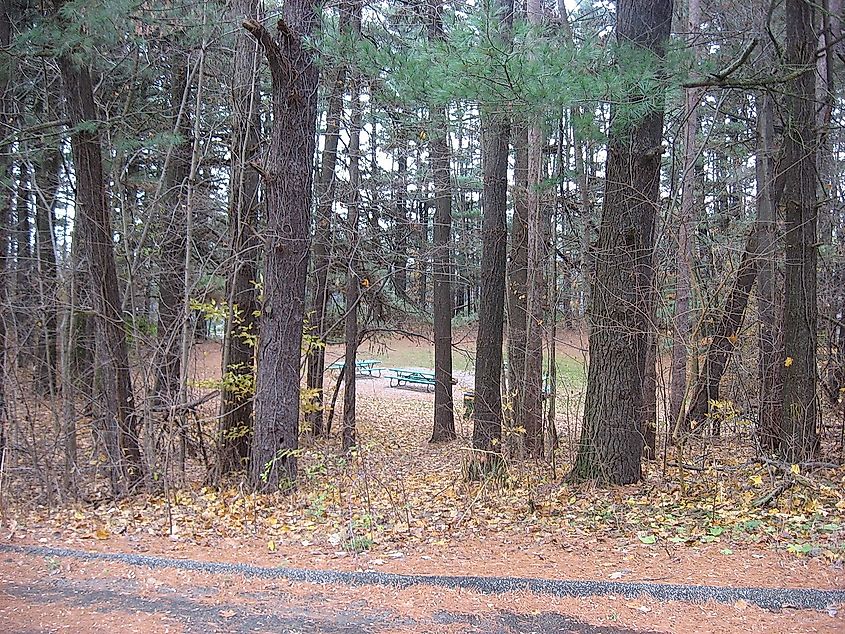 Part of the Studebaker Tree Sign.