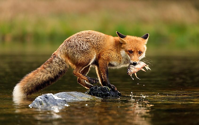 red fox hunting