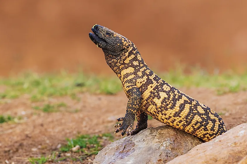 The Gila monster.