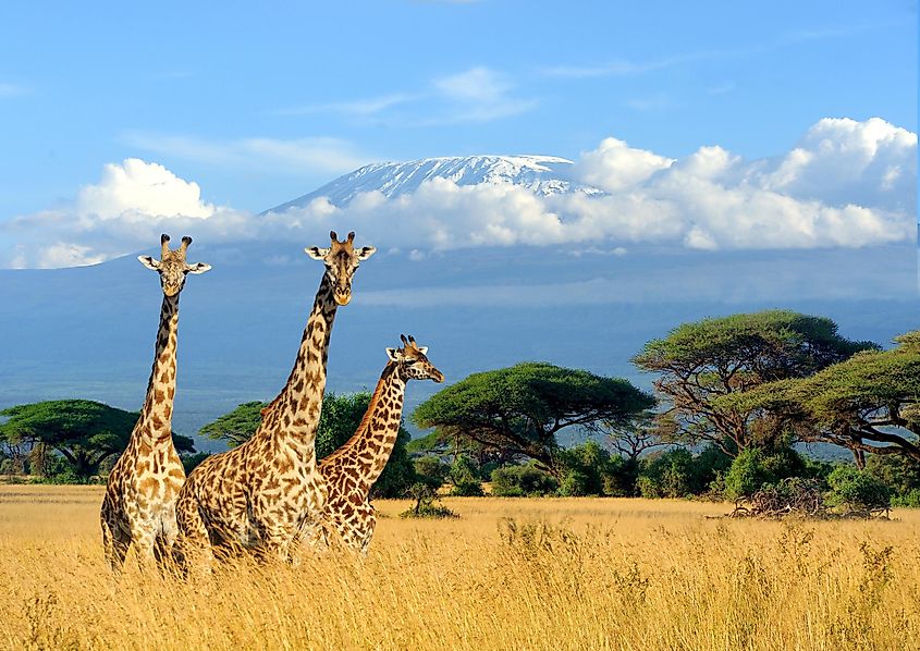 Three graceful giraffes in Kilimanjaro
