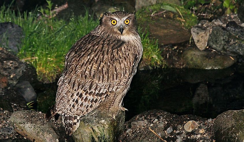 Blakiston's Fish Owl (Bubo blakistoni) in forest in Hokkaido