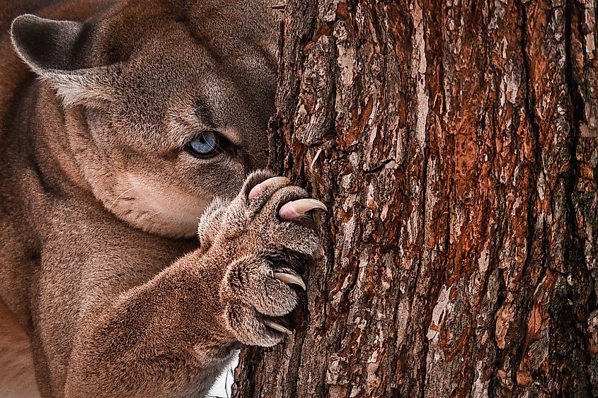 Mountain Lion Facts - WorldAtlas