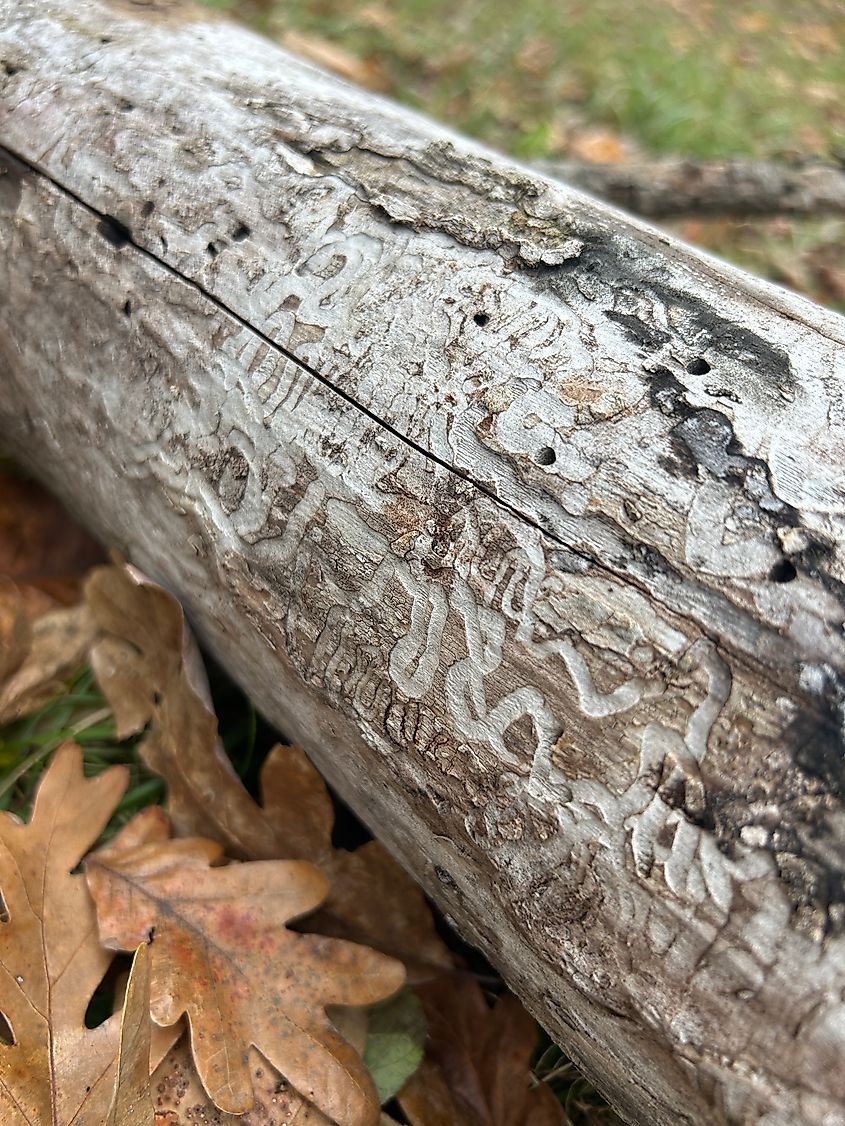 Scarring left behind by emerald ash borer larvae on a dead ash tree trunk.