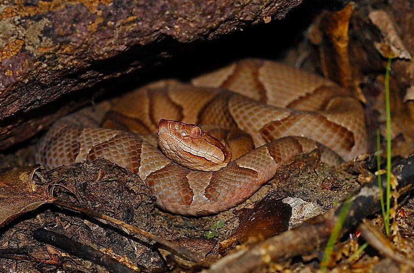 Eastern copperhead in Missouri.