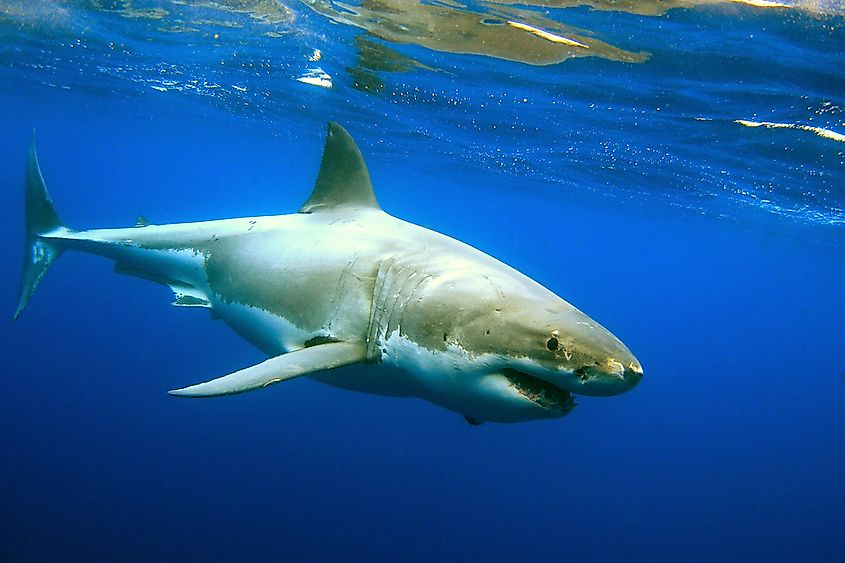 Great white shark near the surface