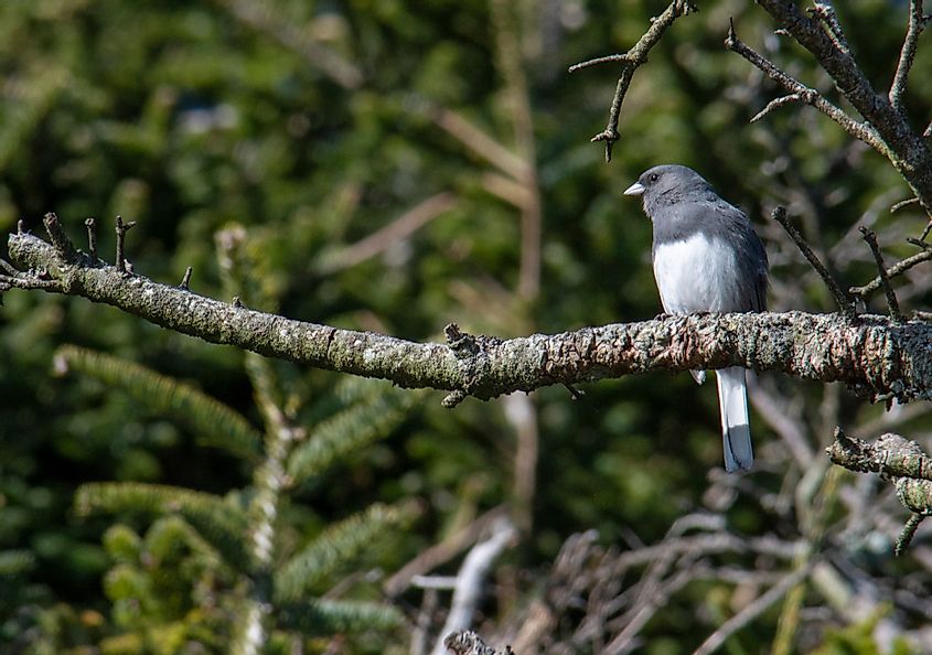 Dark-eyed junco in Great Smoky Mountains National Park
