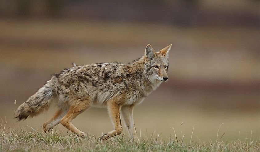 Coyote, canis latrans, with burrs tangled in fur, walking in a prairie grassland environment; midwest