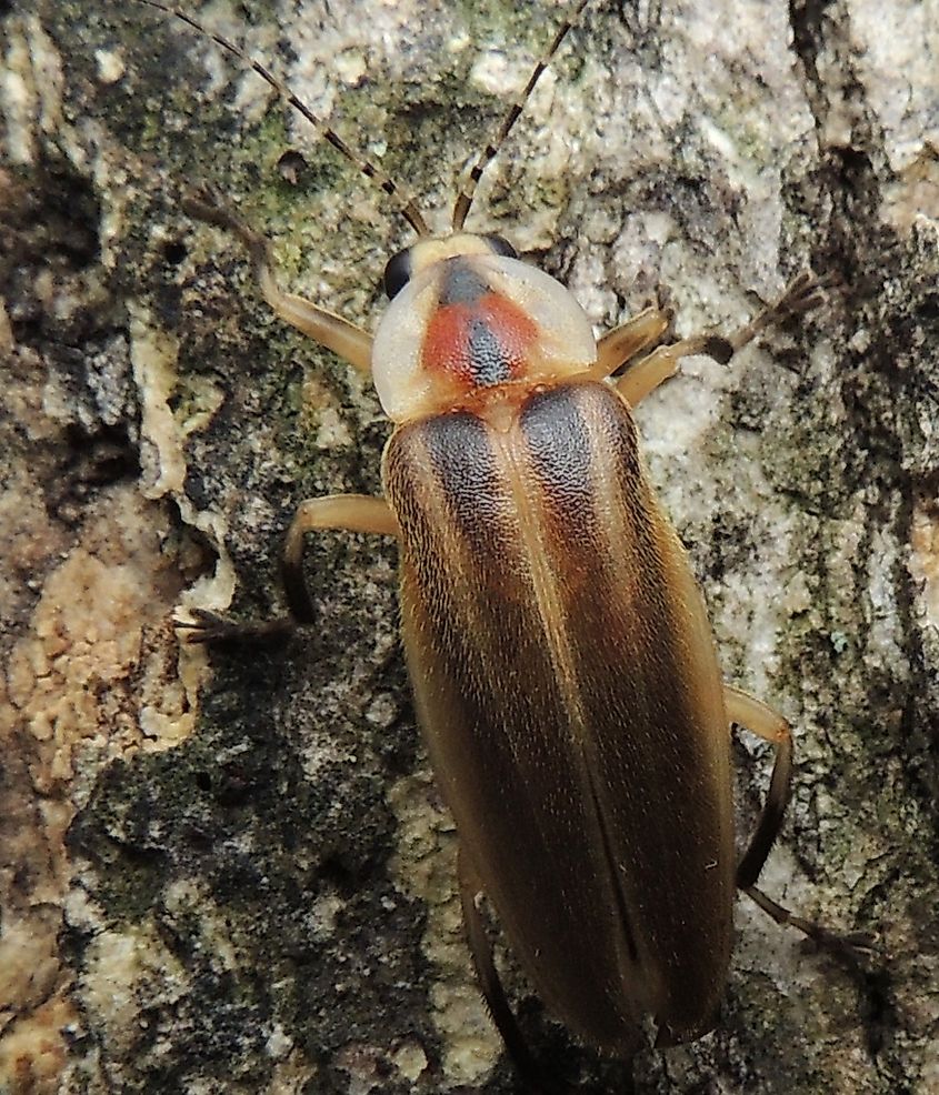 Pennsylvania firefly, Photuris pensylvanica