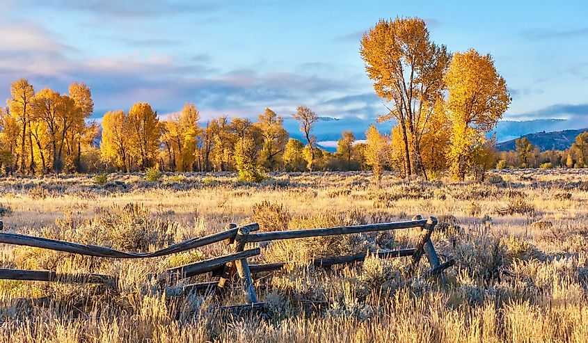 An autumn landscape scene in Jackson Hole, Wyoming, including an old style buck and rail wooden ranch fence and colorful aspen trees in early morning light.