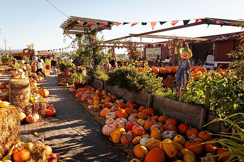A family farm with pumpkin patch in Half Moon Bay, California. Image credit: Bluestork / Shutterstock.com.