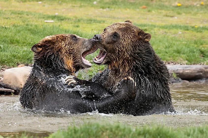 Two adult grizzly bears play in the water near Yellowstone National Park.
