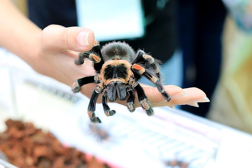 A tarantula