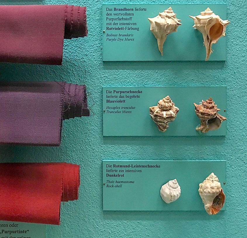Fabrics dyed in the modern era from different species of sea snail