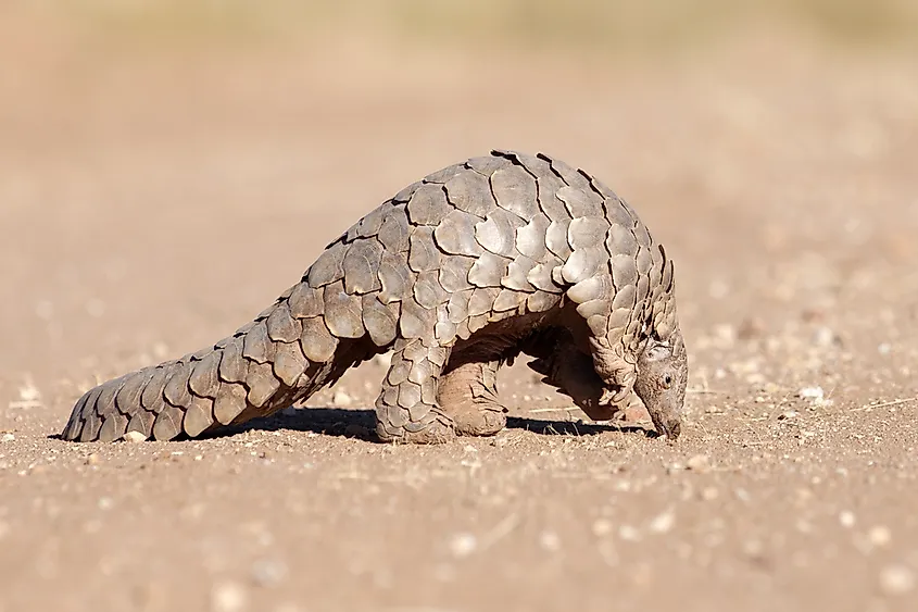 A pangolin searching for ants.