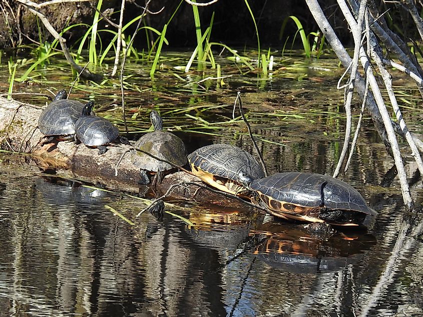A group of aquatic turtles sunbathing on a log in the Great Dismal Swamp National Wildlife Refuge, Suffolk, Virginia.