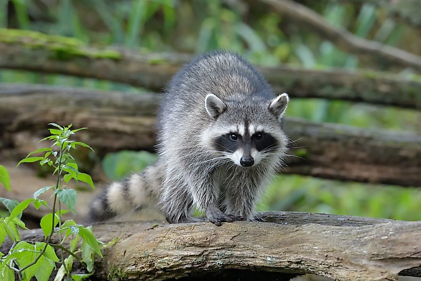 Raccoon walking on a branch.