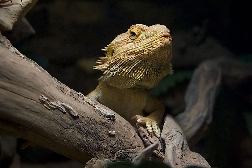 Reptiles That Live in Australia - WorldAtlas