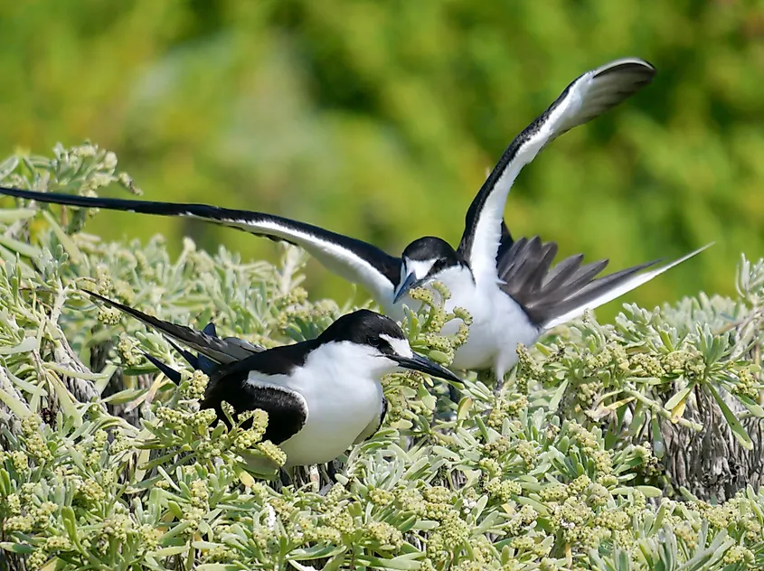 Sooty terns at the Campsite at the Dry Tortugas National Park, Florida.