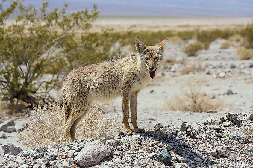 Death Valley