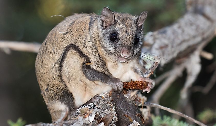 Northern Flying Squirrel Glaucomys sabrinus along Stewart River, Yukon, Canada