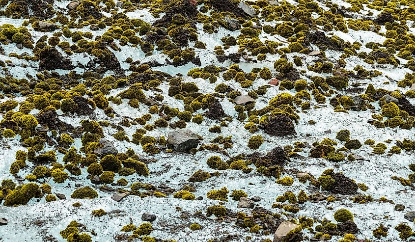 Glacier mice moving moss balls on Vatnajokull glacier near Skaftafell,Iceland